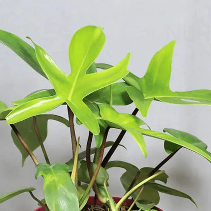 Philodendron Florida Ghost  Indoor /Semi indoor plant