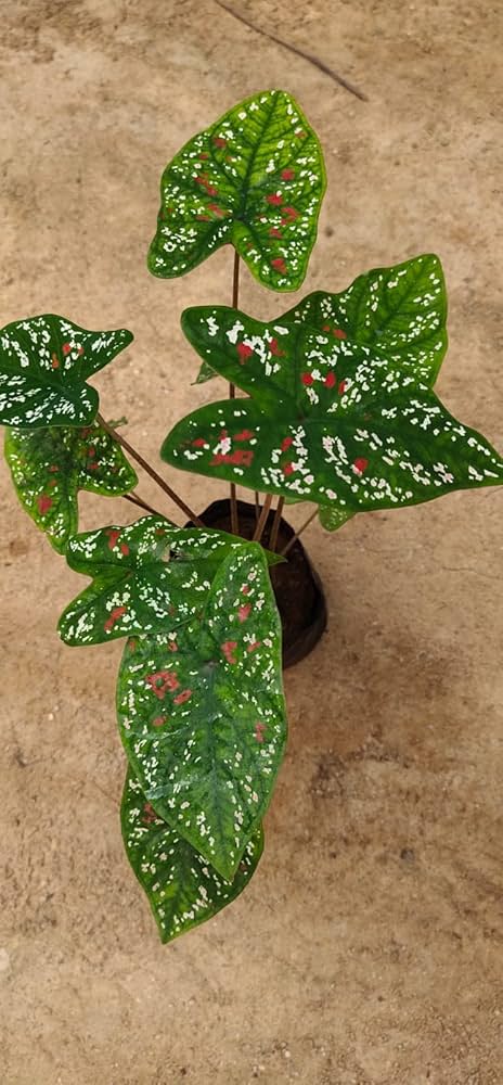 Caladium Florida Clown