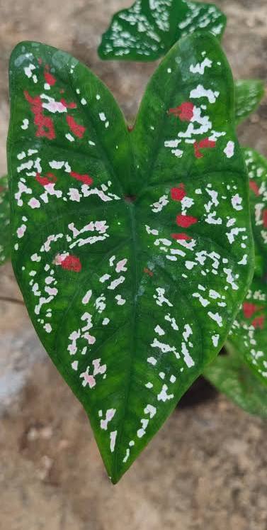 Caladium Florida Clown