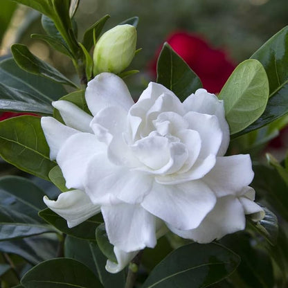 Gardenia, Gandharajan or Sugandharajan