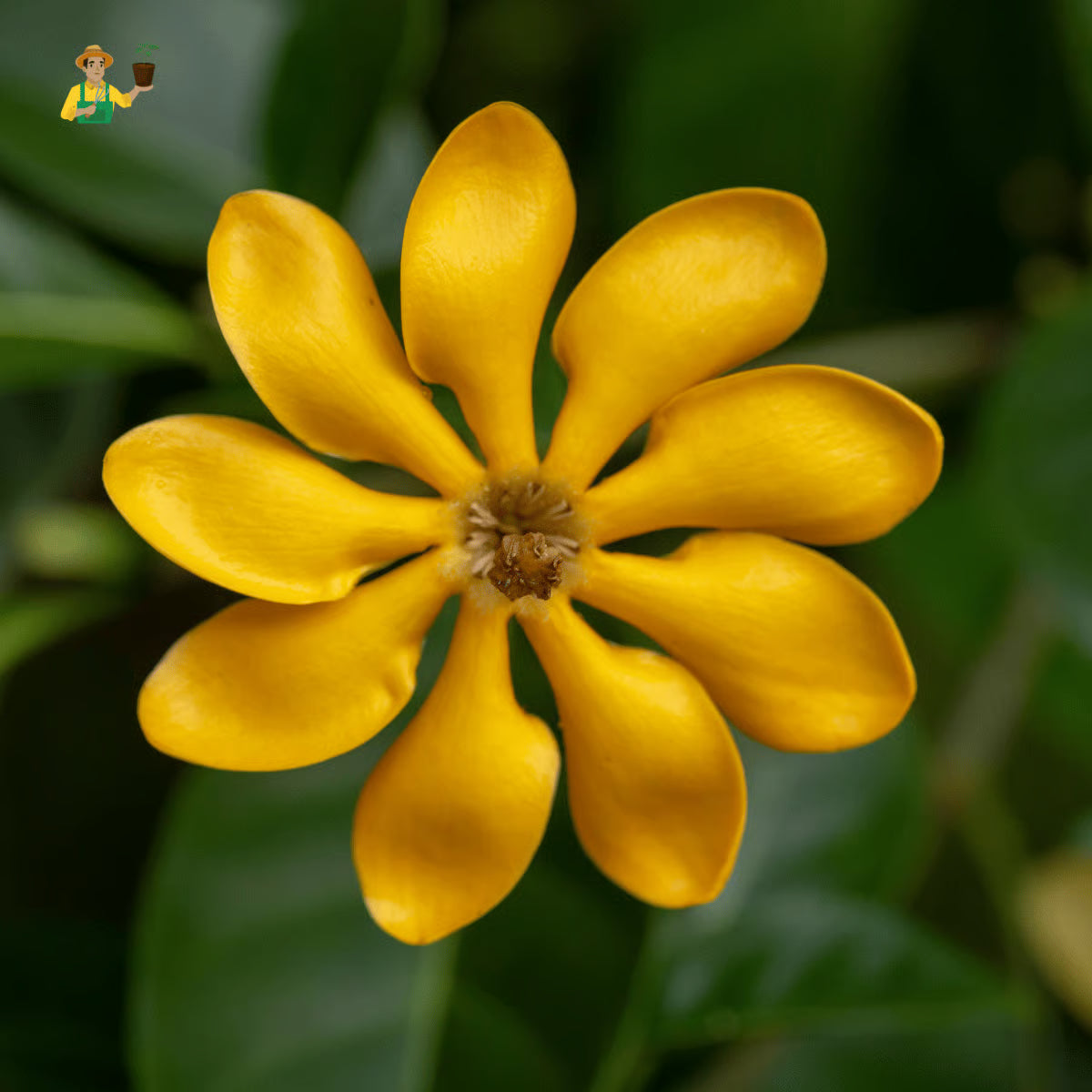 Gardenia Yellow
