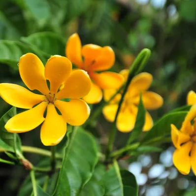 Gardenia Yellow