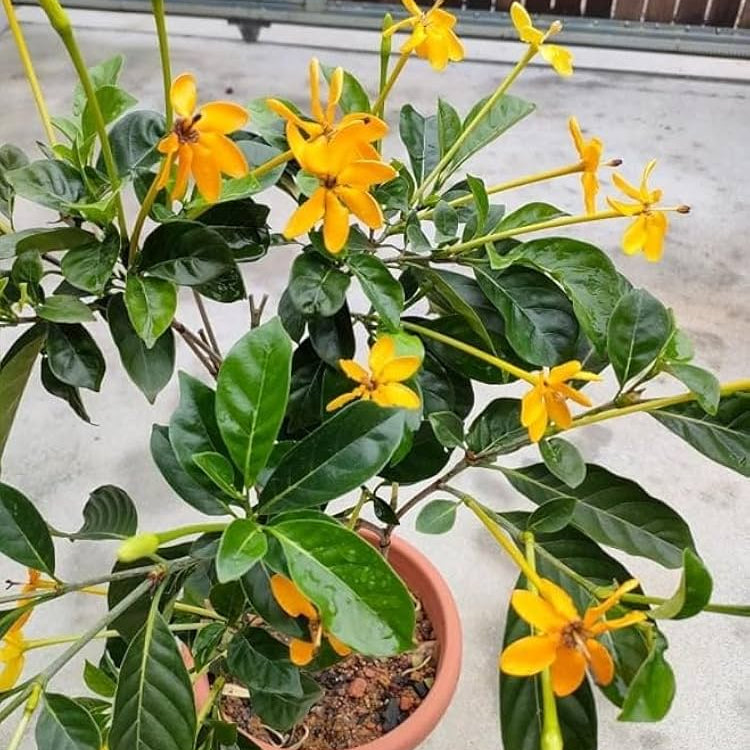 Gardenia Yellow