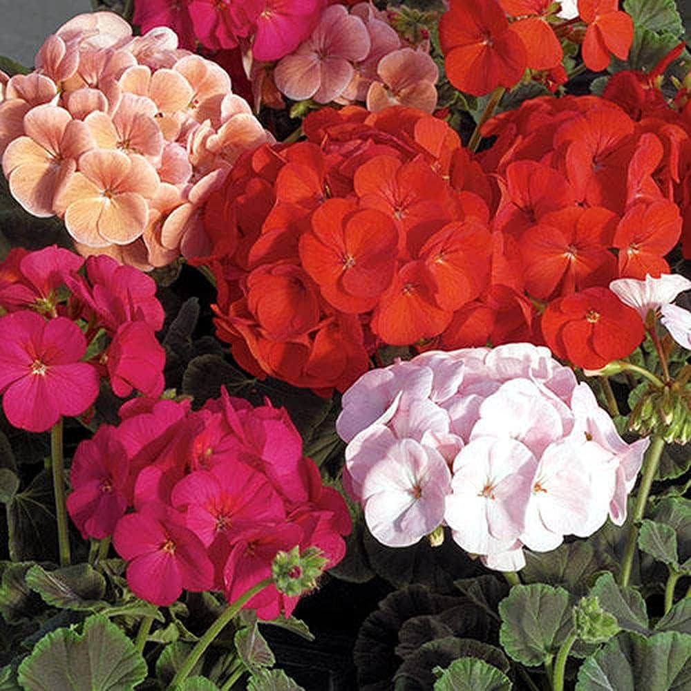 Geranium (Any Colour)