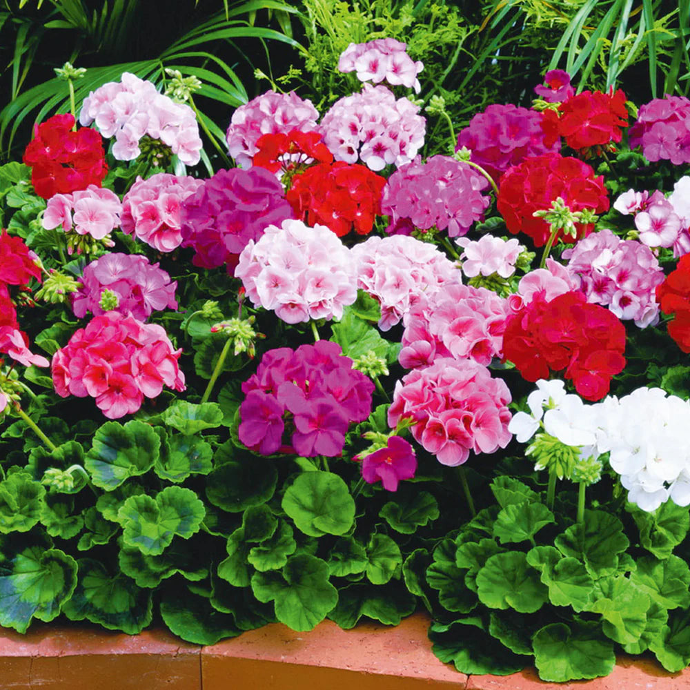 Geranium (Any Colour)