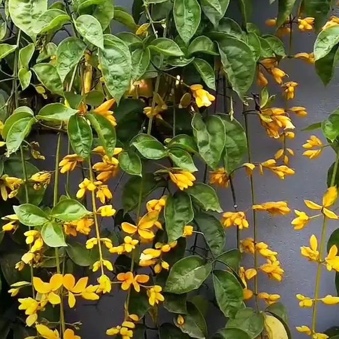 Golden Cascade