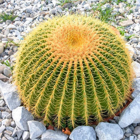 Cactus Golden Ball