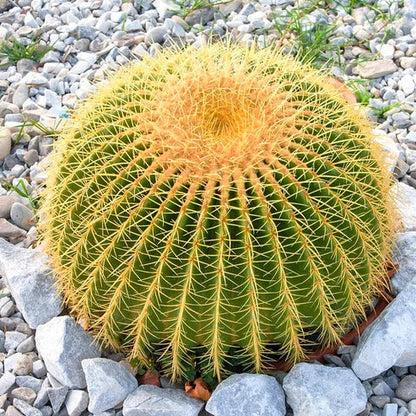 Cactus Golden Ball