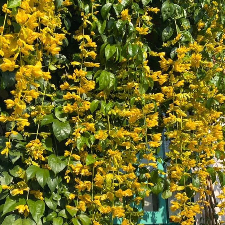 Golden Cascade