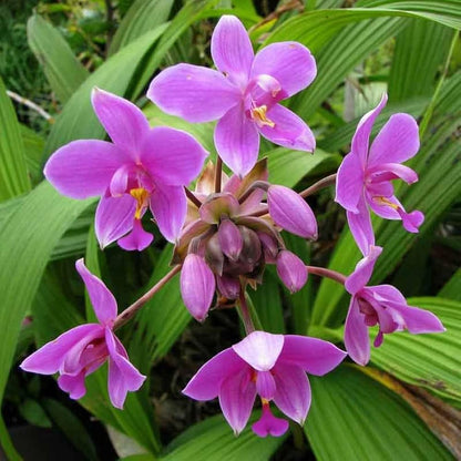 Ground Orchid Violet