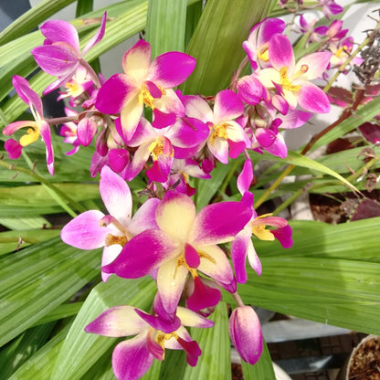 Ground Orchid Violet Yellow Mix