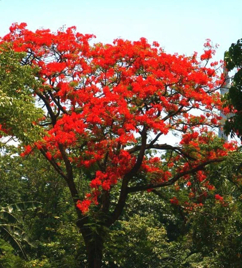 Gulmohar- Vaaka- Gulmohar Red flowering plant