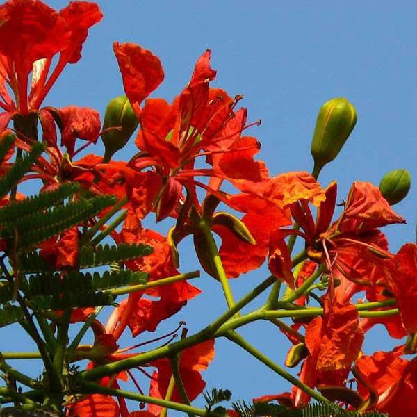 Gulmohar- Vaaka- Gulmohar Red flowering plant
