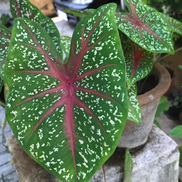 Caladium Angel wings- caladium Jesus heart- heart of Jesus- Caladium red veins