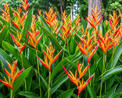 Heliconia Yellow and Red