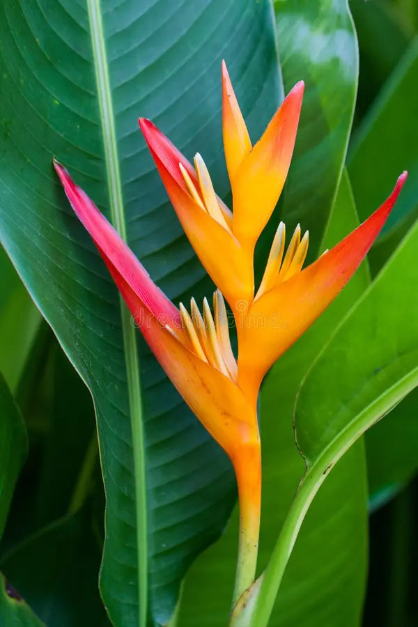 Heliconia Yellow and Red