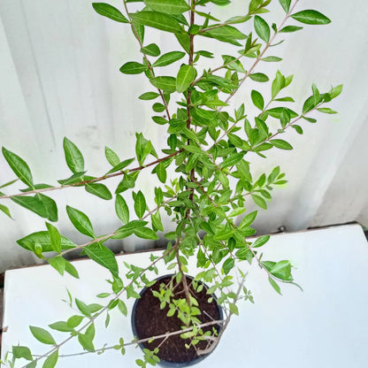 Henna Plant , Mailanchi plant