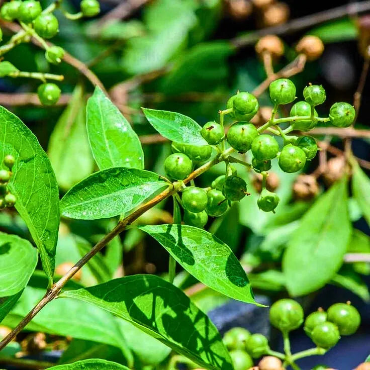 Henna Plant , Mailanchi plant