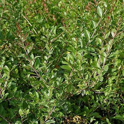 Henna Plant , Mailanchi plant