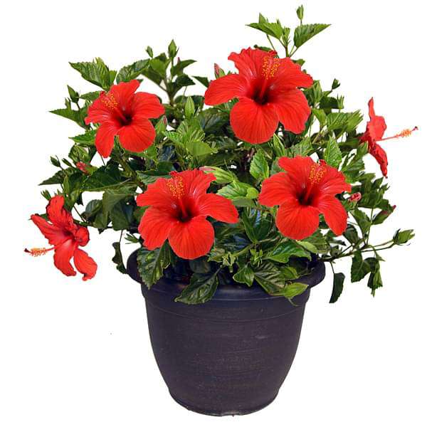 Hibiscus Hybrid Red- Chembarathi Hybrid Red