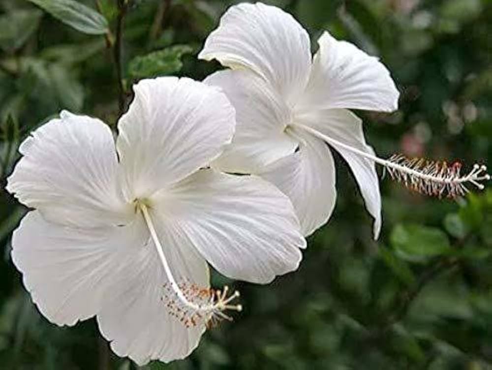 Hibiscus Nadan White-Chembarathi Nadan White