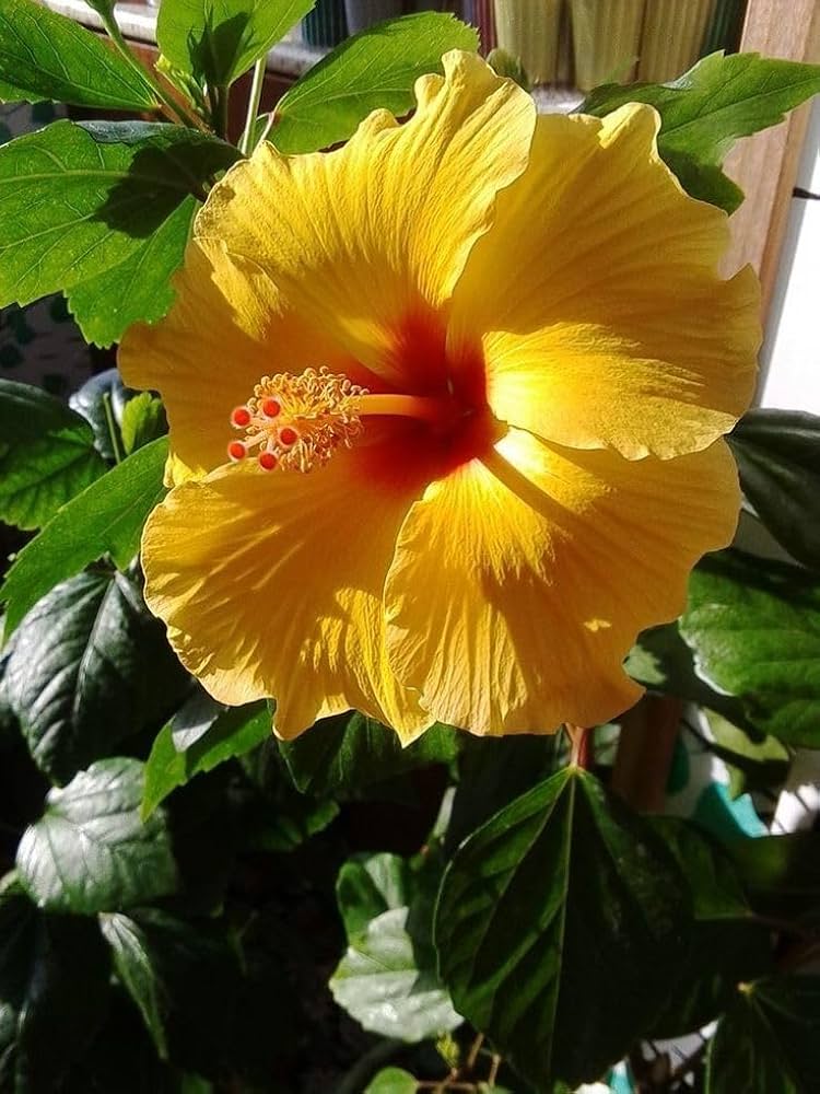 Hibiscus Hybrid yellow- Chembarathi Hybrid Yellow