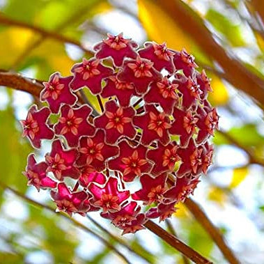 Hoya - Red