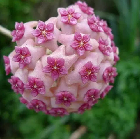 Hoya - Pink