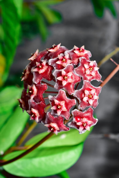 Hoya - Red