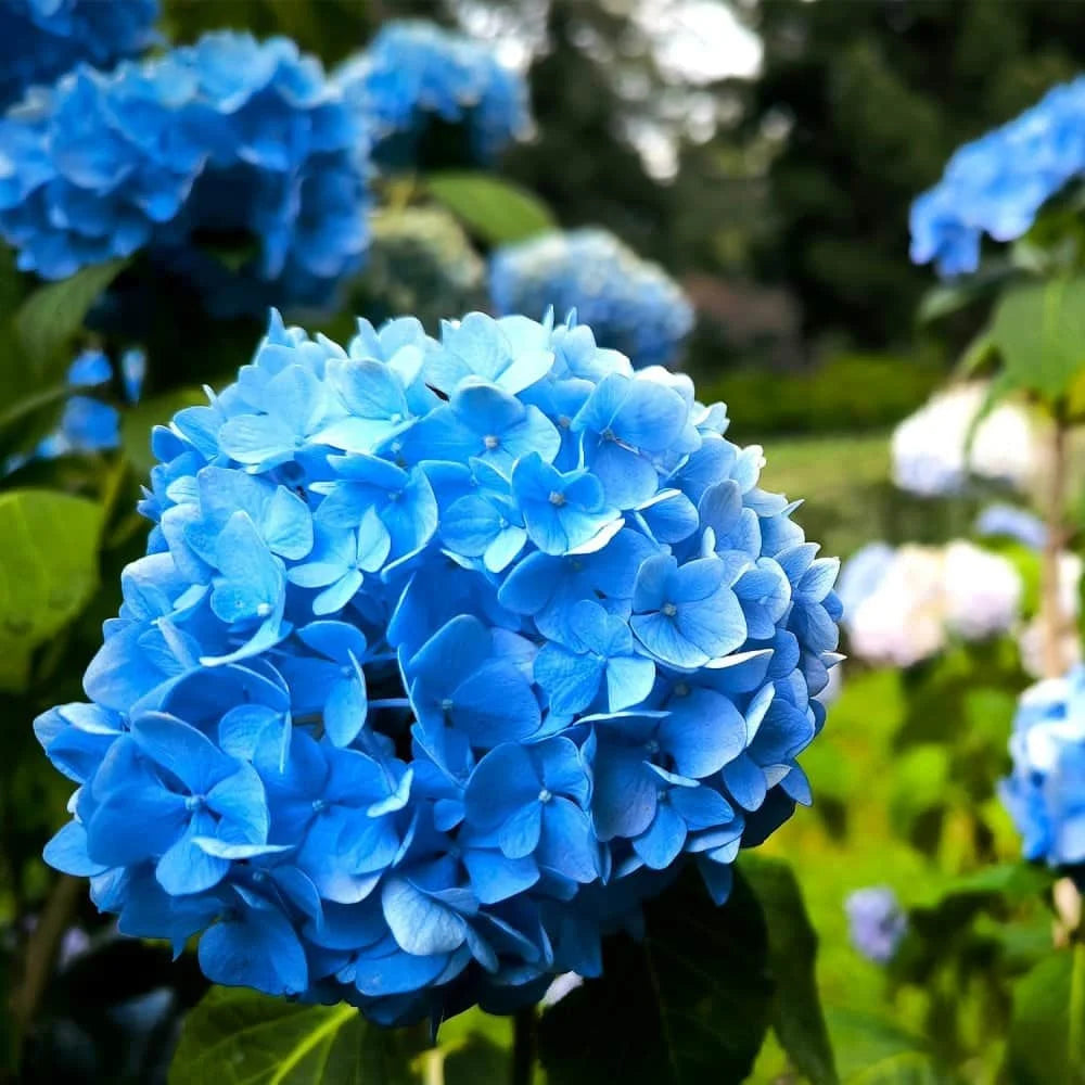 Hydrangea Flowering Plant