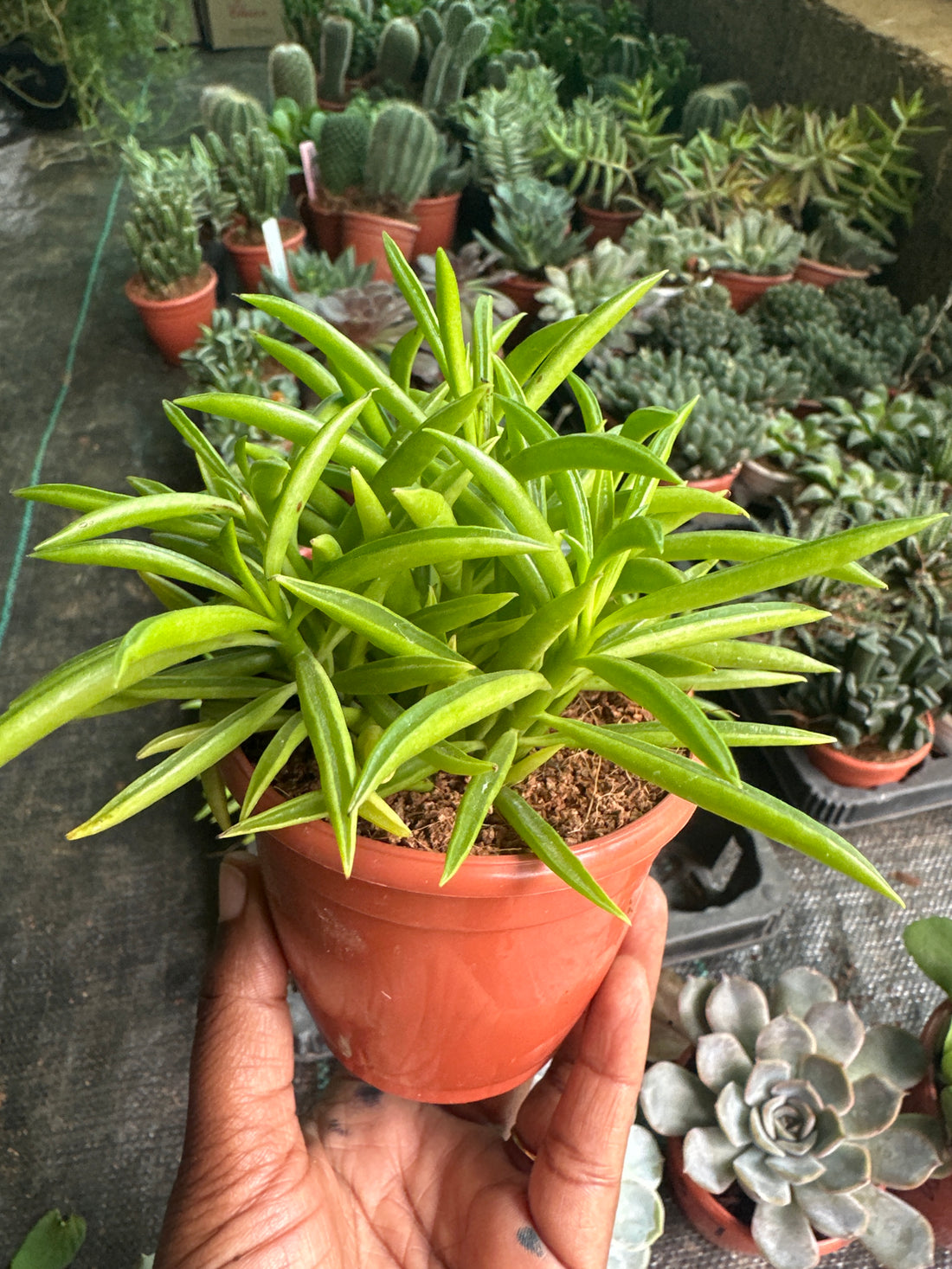 Succulent 2- Peperomia Ferreyrae Succulent plant