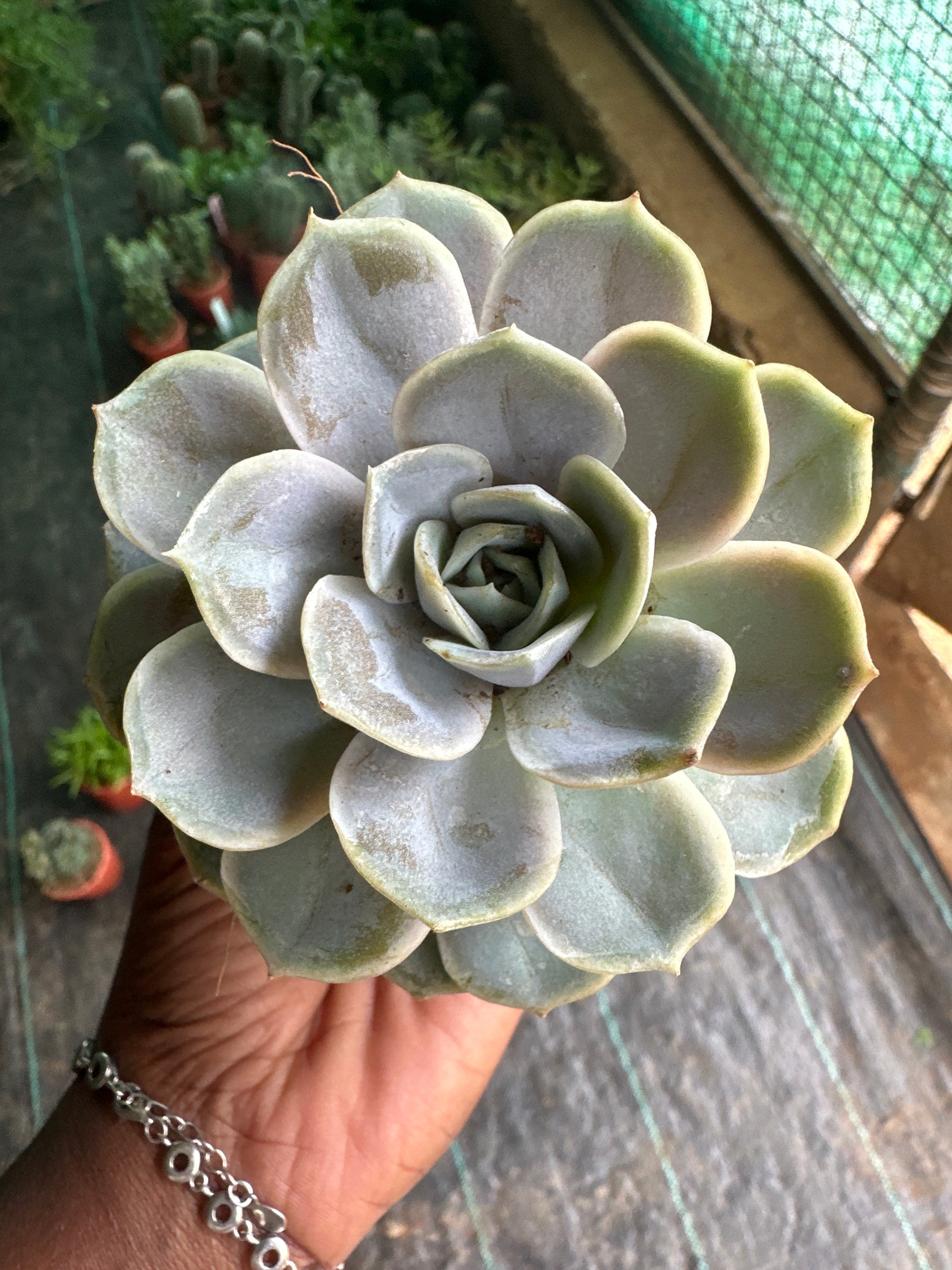 Succulent 6- Echeveria Succulent plant