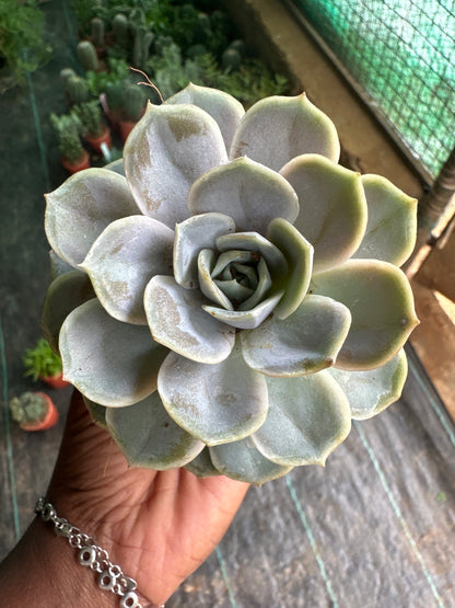 Succulent 6- Echeveria Succulent plant