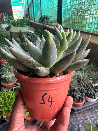 Succulent 4- Dark long leaf lotus Succulent