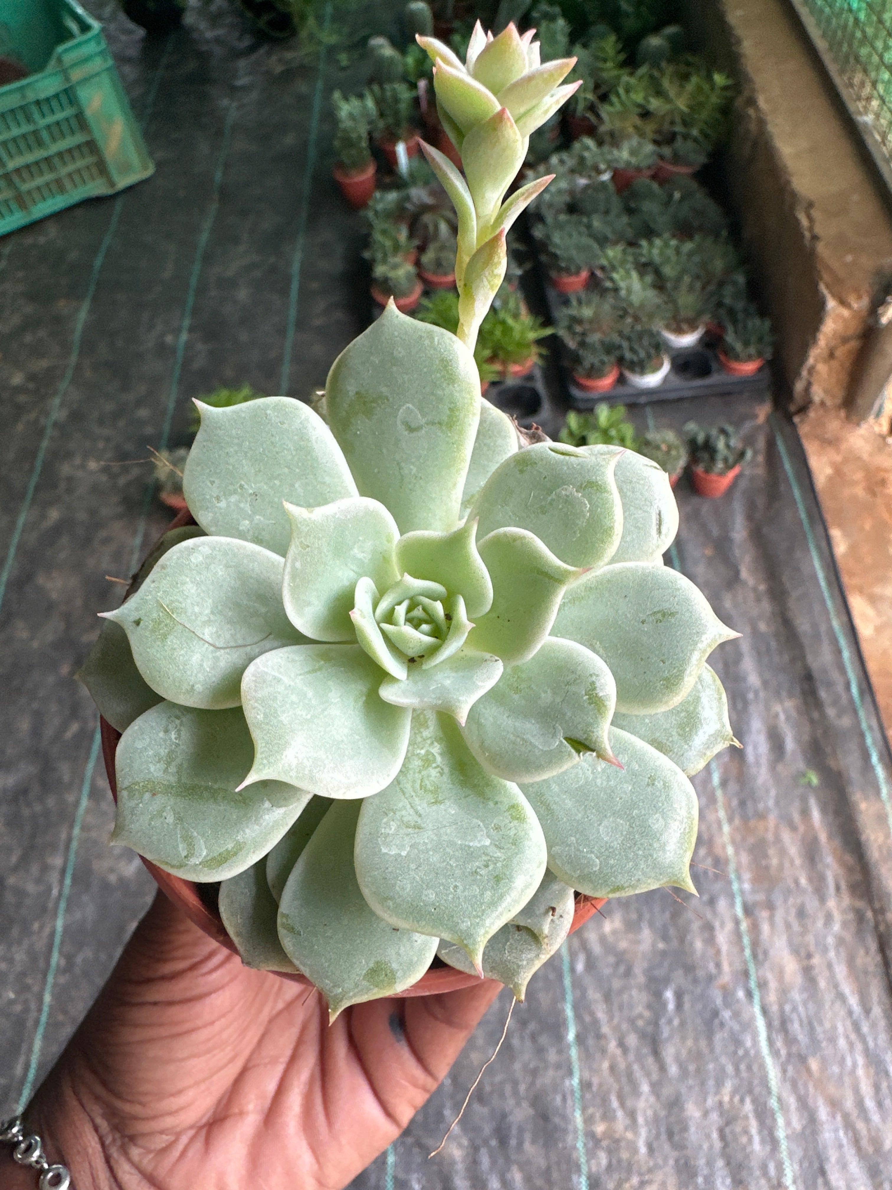 Succulent 5- Echeveria Silver Queen Variegata Cluster / Rare Korean Variegated Succulent