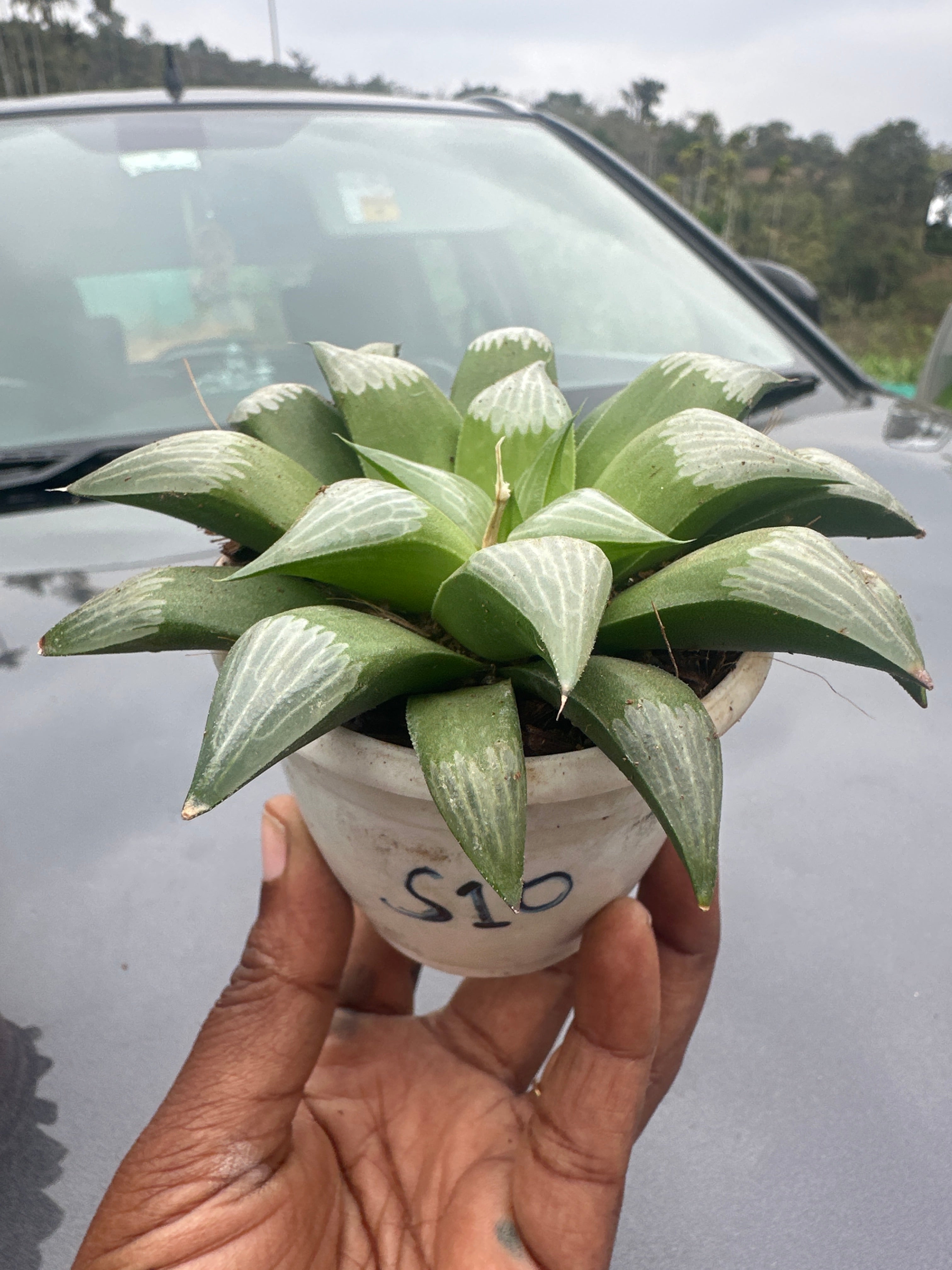 Succulent S10- Haworthia Retusa Succulent