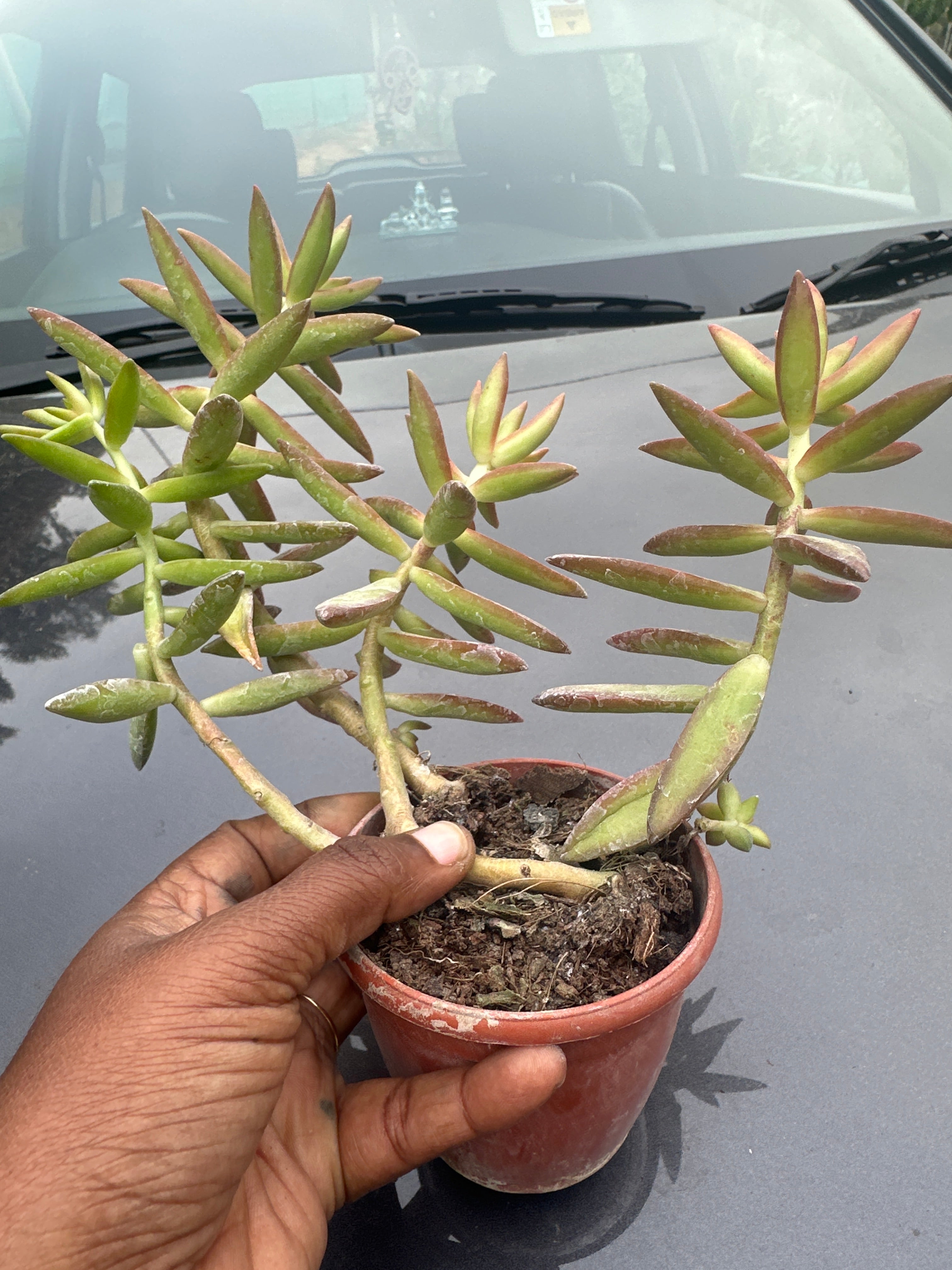 Succulent 7- Adolphii firestorm Succulant