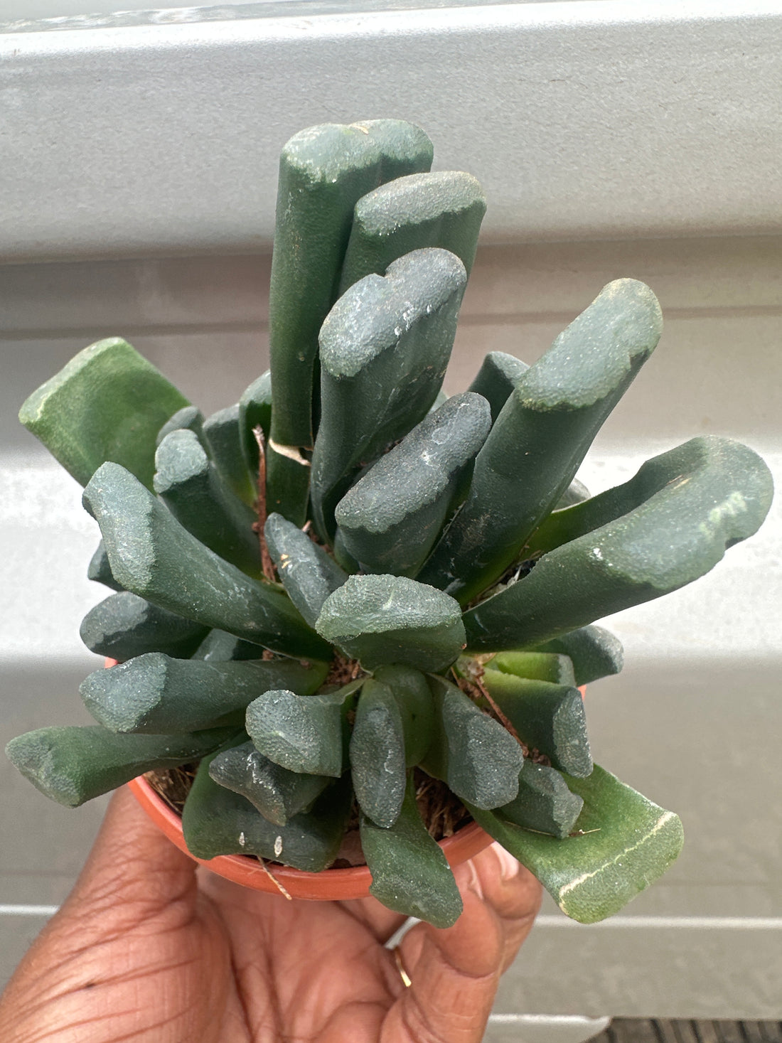 Succulent S11