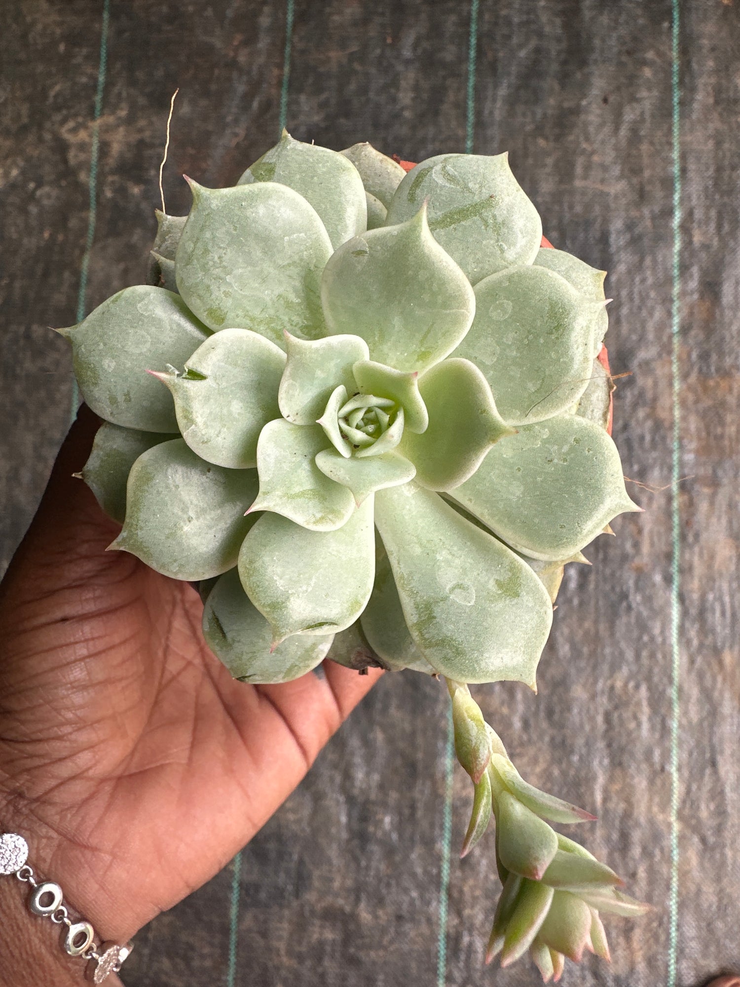 Succulent 5- Echeveria Silver Queen Variegata Cluster / Rare Korean Variegated Succulent