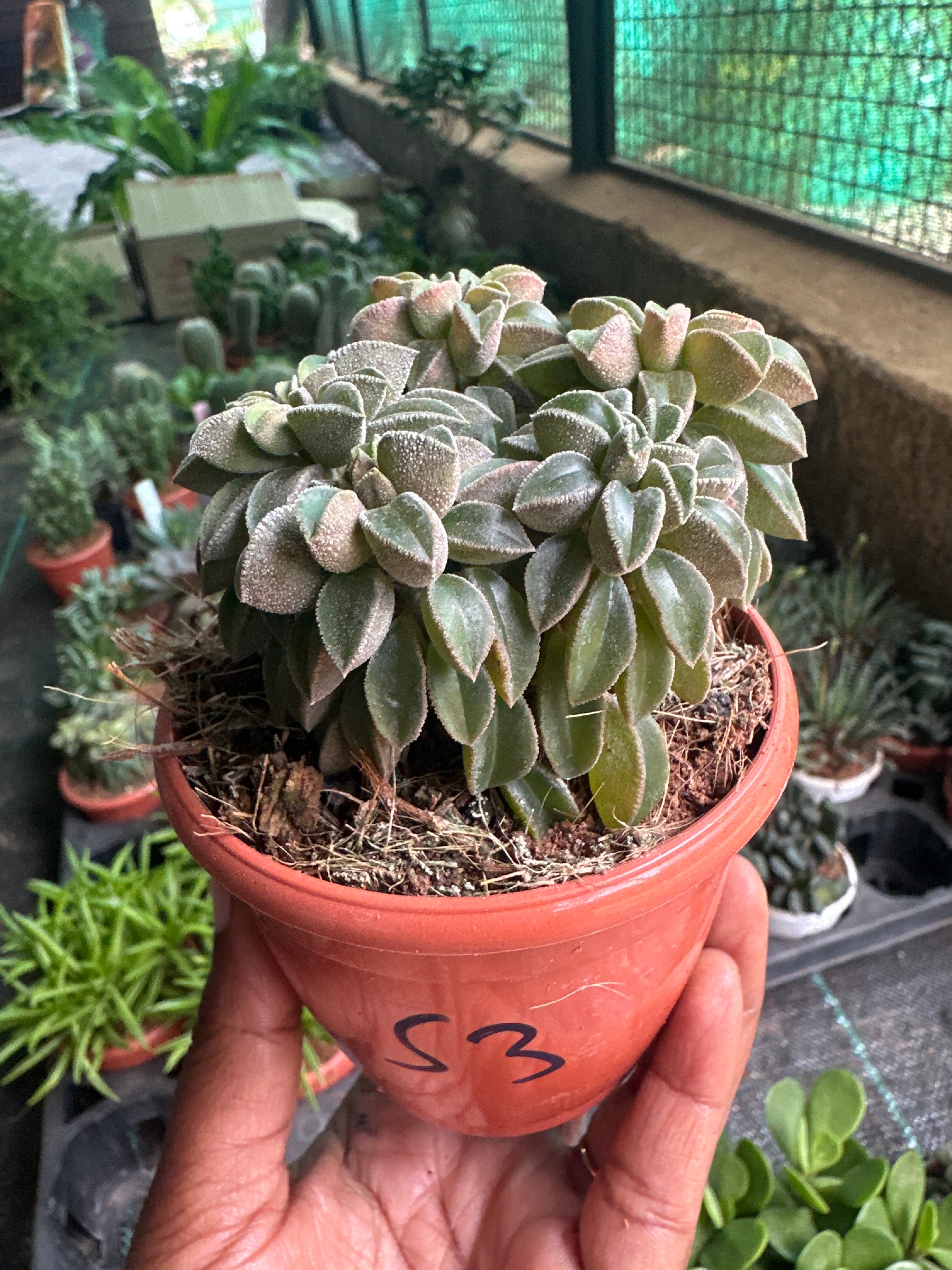 Succulent 3- Peperomia Nivalis Pot Succulent Plant