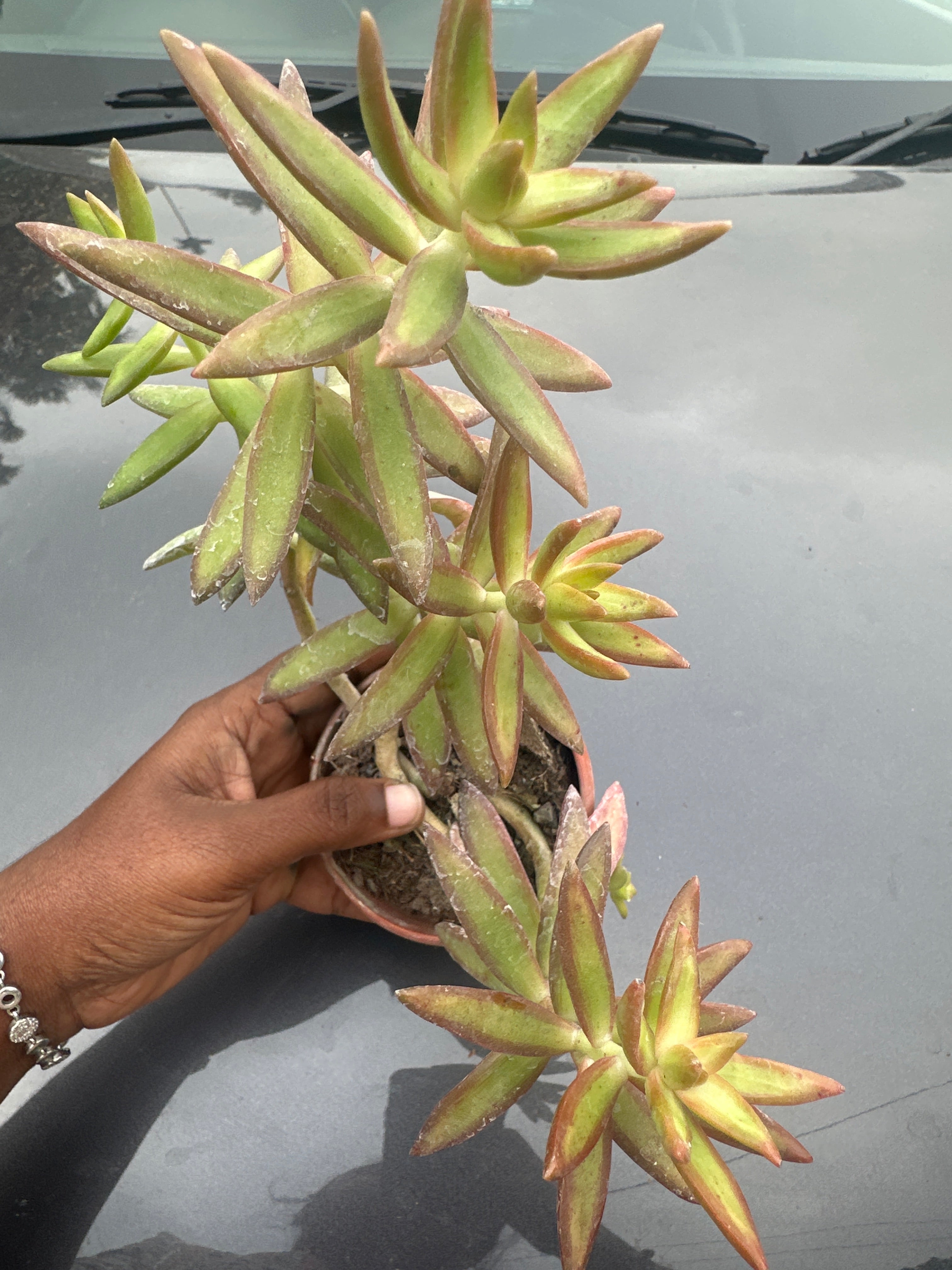 Succulent 7- Adolphii firestorm Succulant