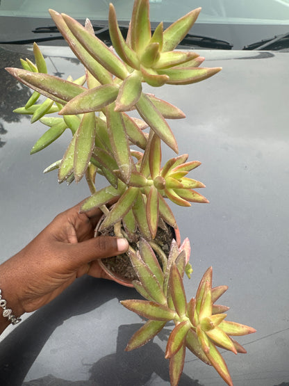 Succulent 7- Adolphii firestorm Succulant