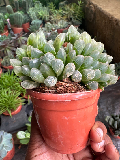 Succulent 9- Haworthia cooperi