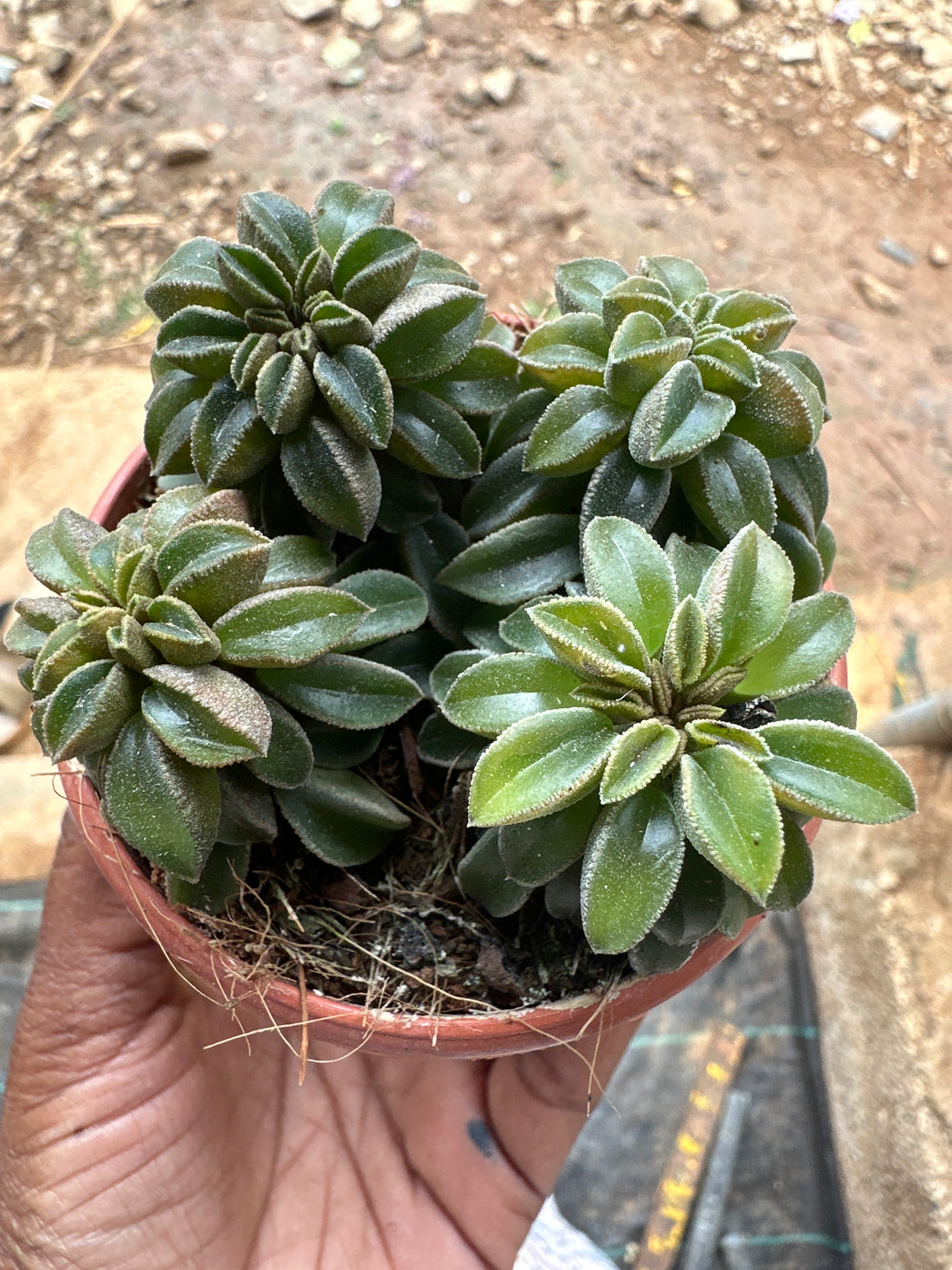 Succulent 3- Peperomia Nivalis Pot Succulent Plant