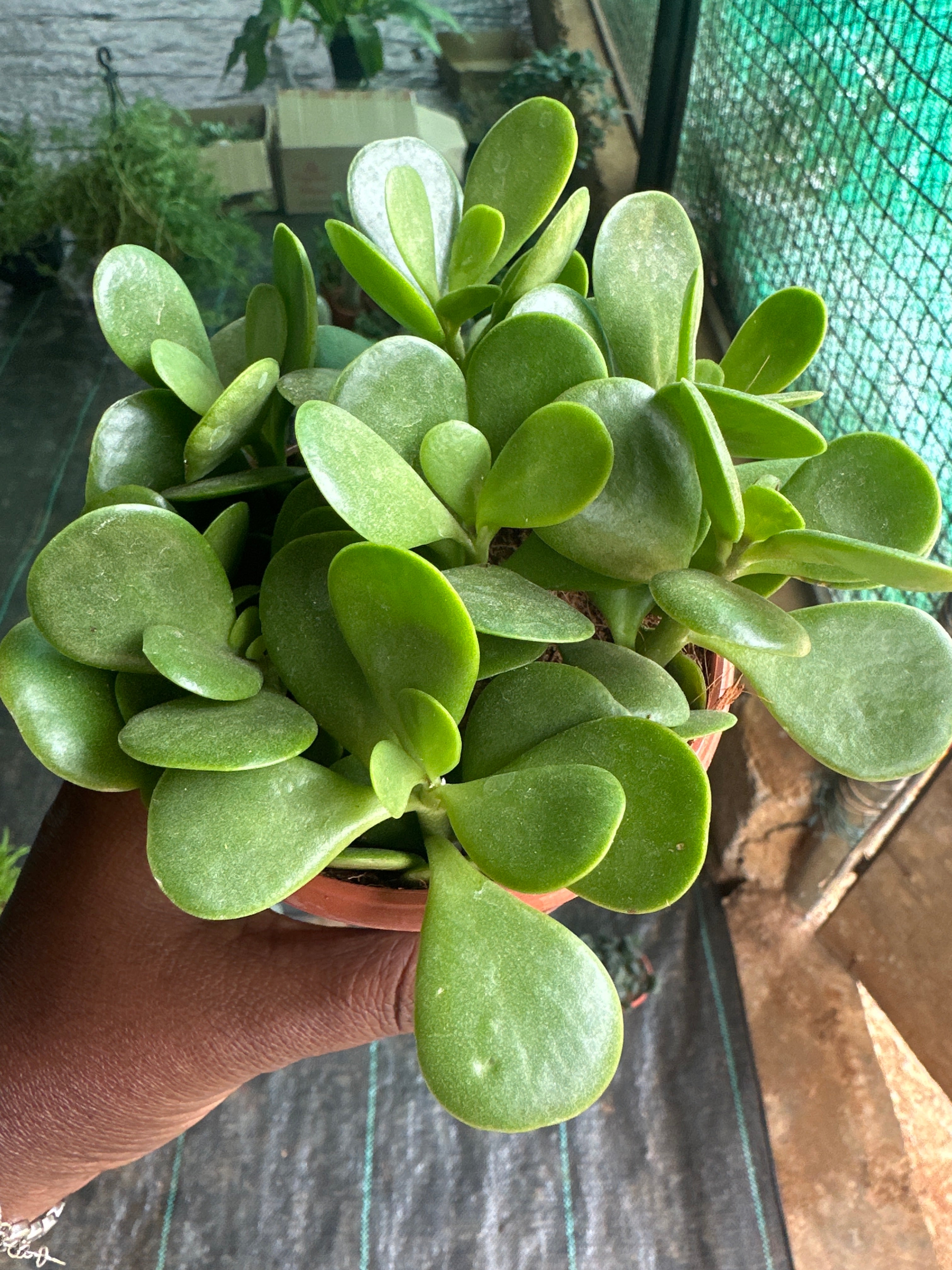 Succulent 8- Jade succulent