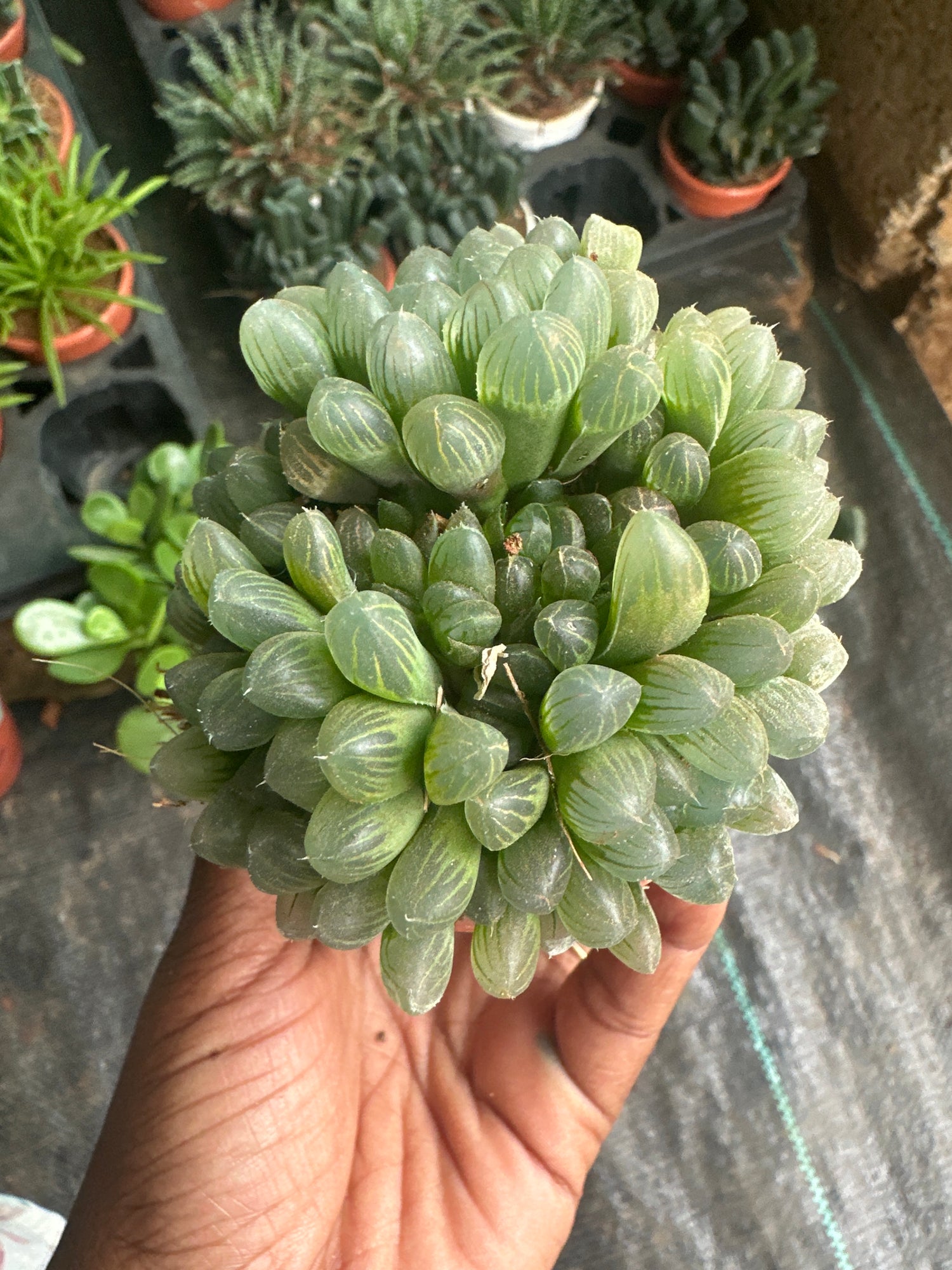 Succulent 9- Haworthia cooperi