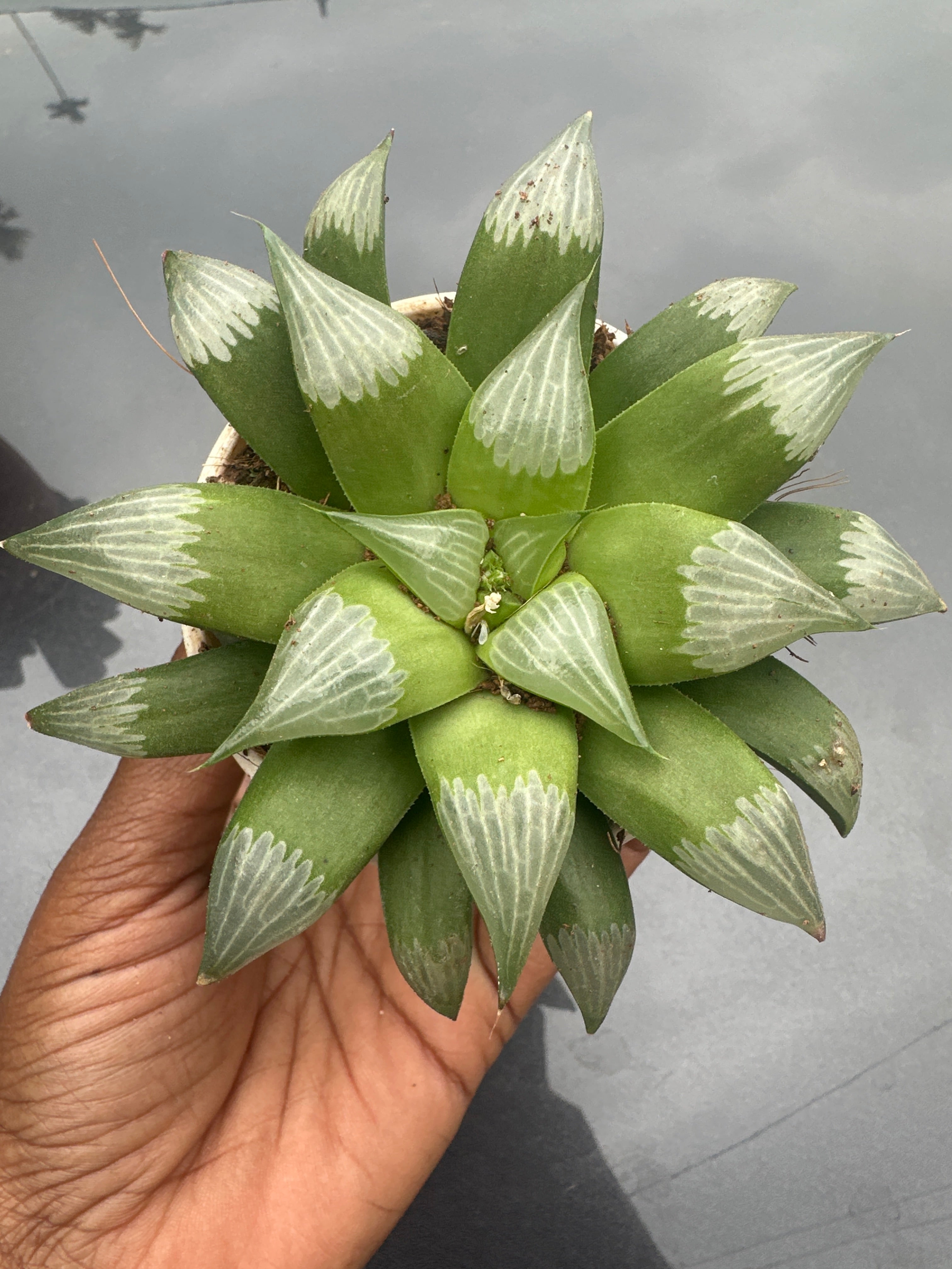 Succulent S10- Haworthia Retusa Succulent