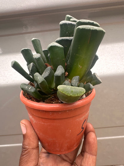 Succulent S11