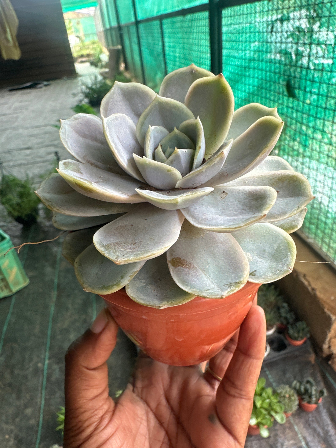 Succulent 6- Echeveria Succulent plant