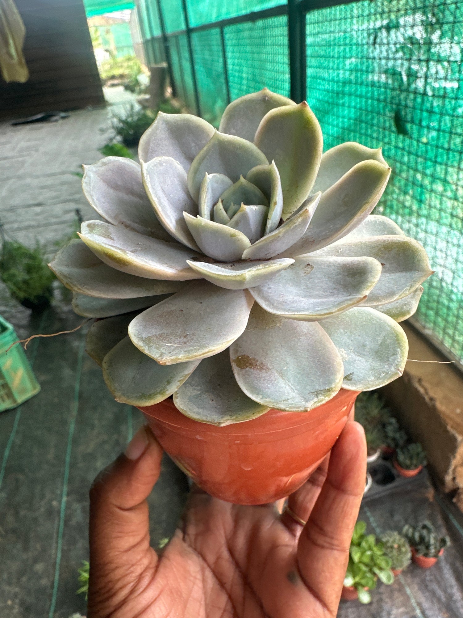 Succulent 6- Echeveria Succulent plant